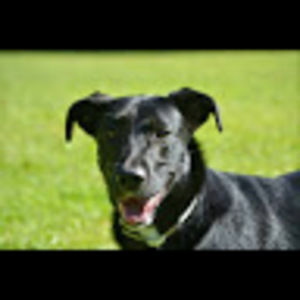 Meet your Posher, Gwen